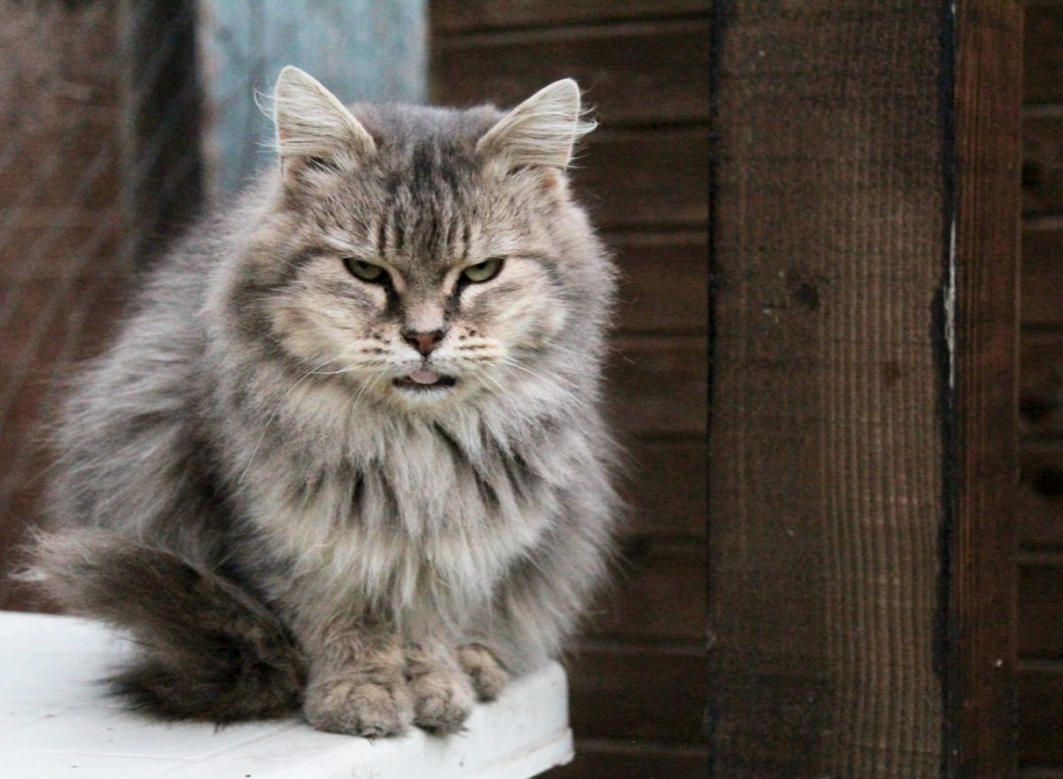 Fluffy
