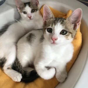 Bonnie e Clyde
