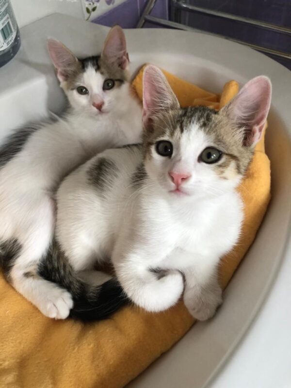 Bonnie e Clyde