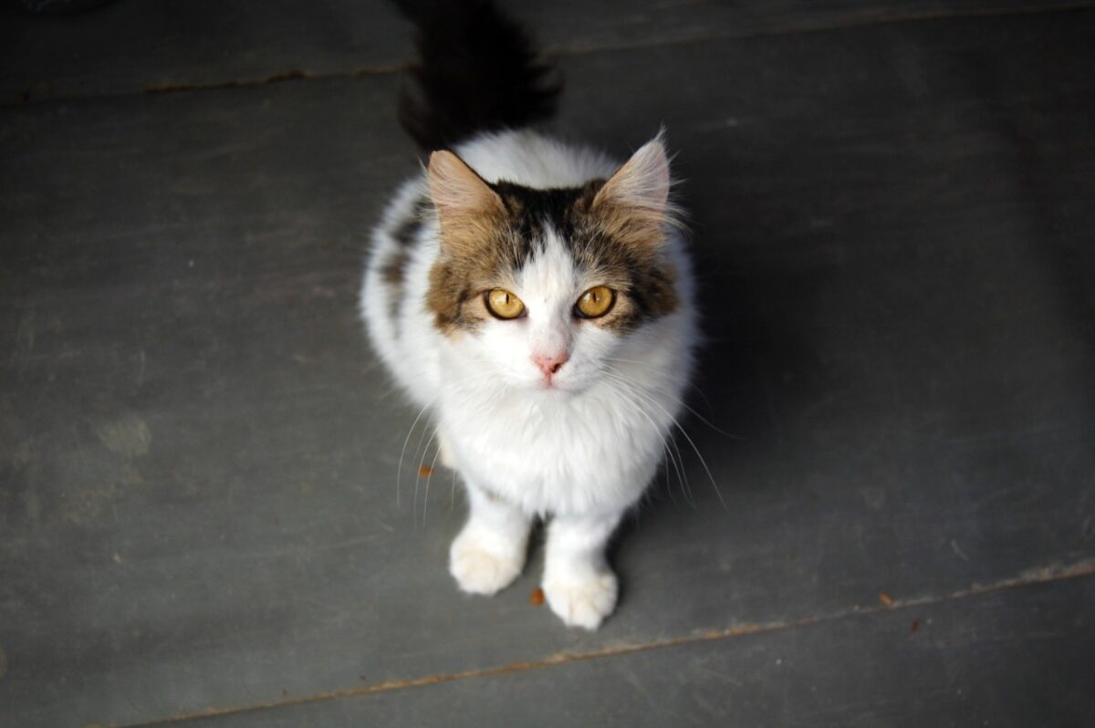 Bella