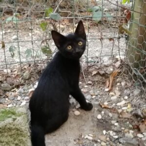 Nico