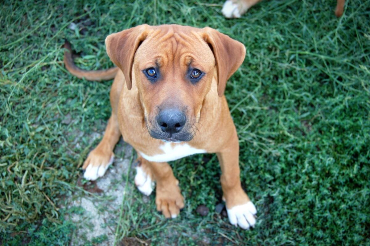 Tyson