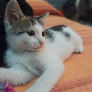 Carlotta