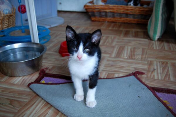 Ettore