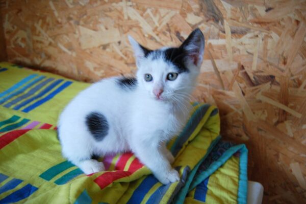 Oliver