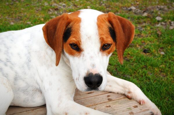 Ettore