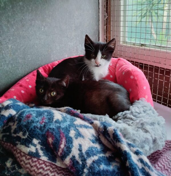 Felix e Frodo
