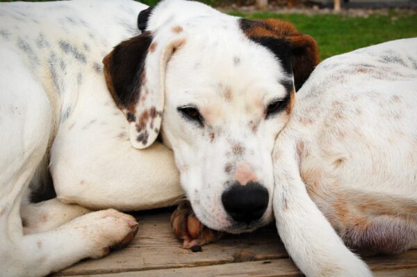Achille