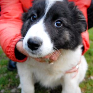 Heidi