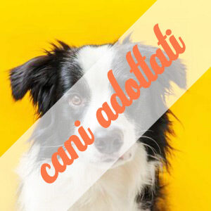 Cani Adottati