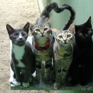 La nostra colonia felina