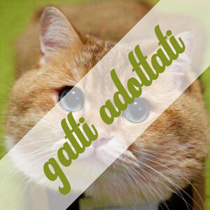 Gatti Adottati