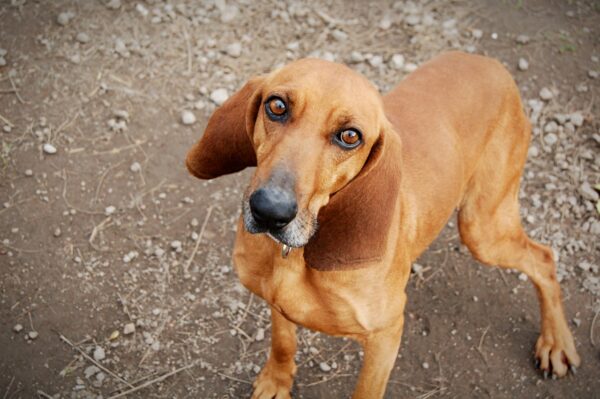 Camillo