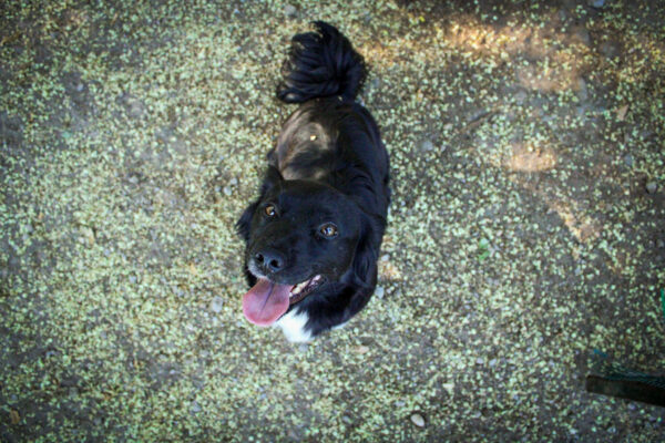 Lulù