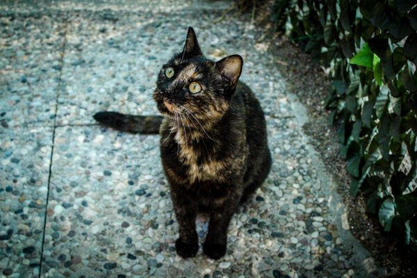 Milù