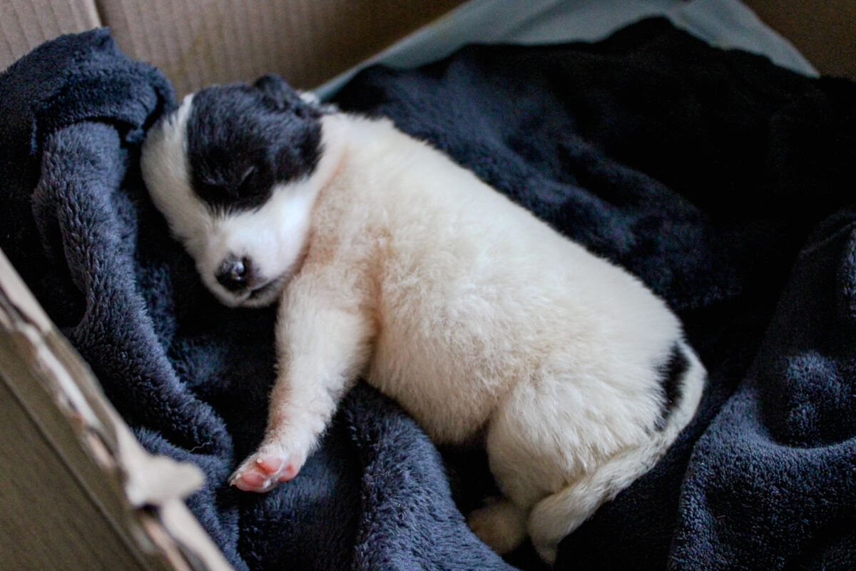 Carlotta, Spot e Sally