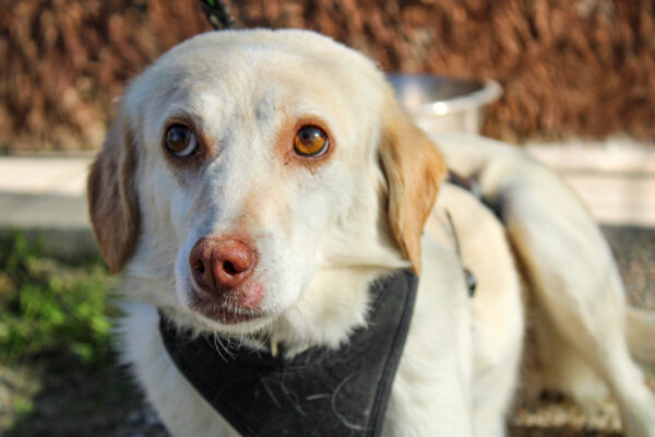 Marilù