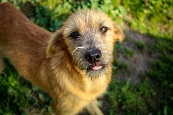 Oscar