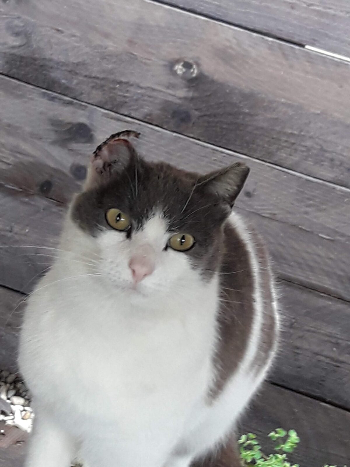 Lulù