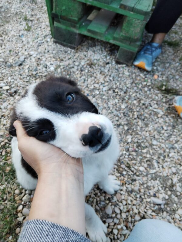 Perla