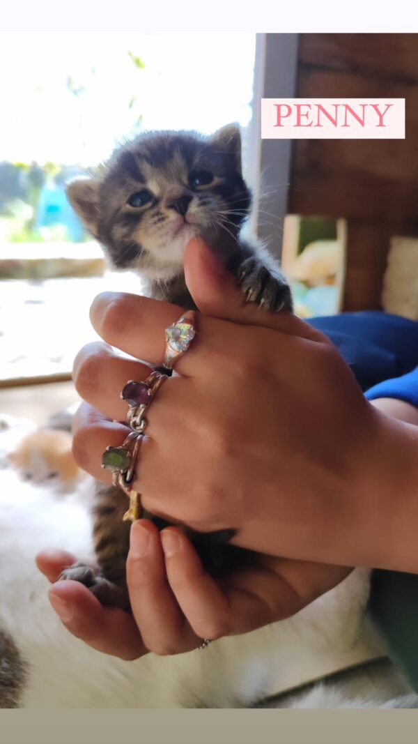 Penny