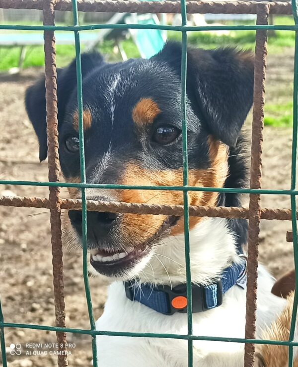Jack