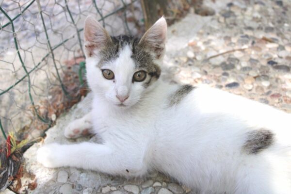 Lillo