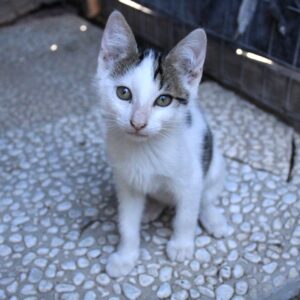 Tommasello