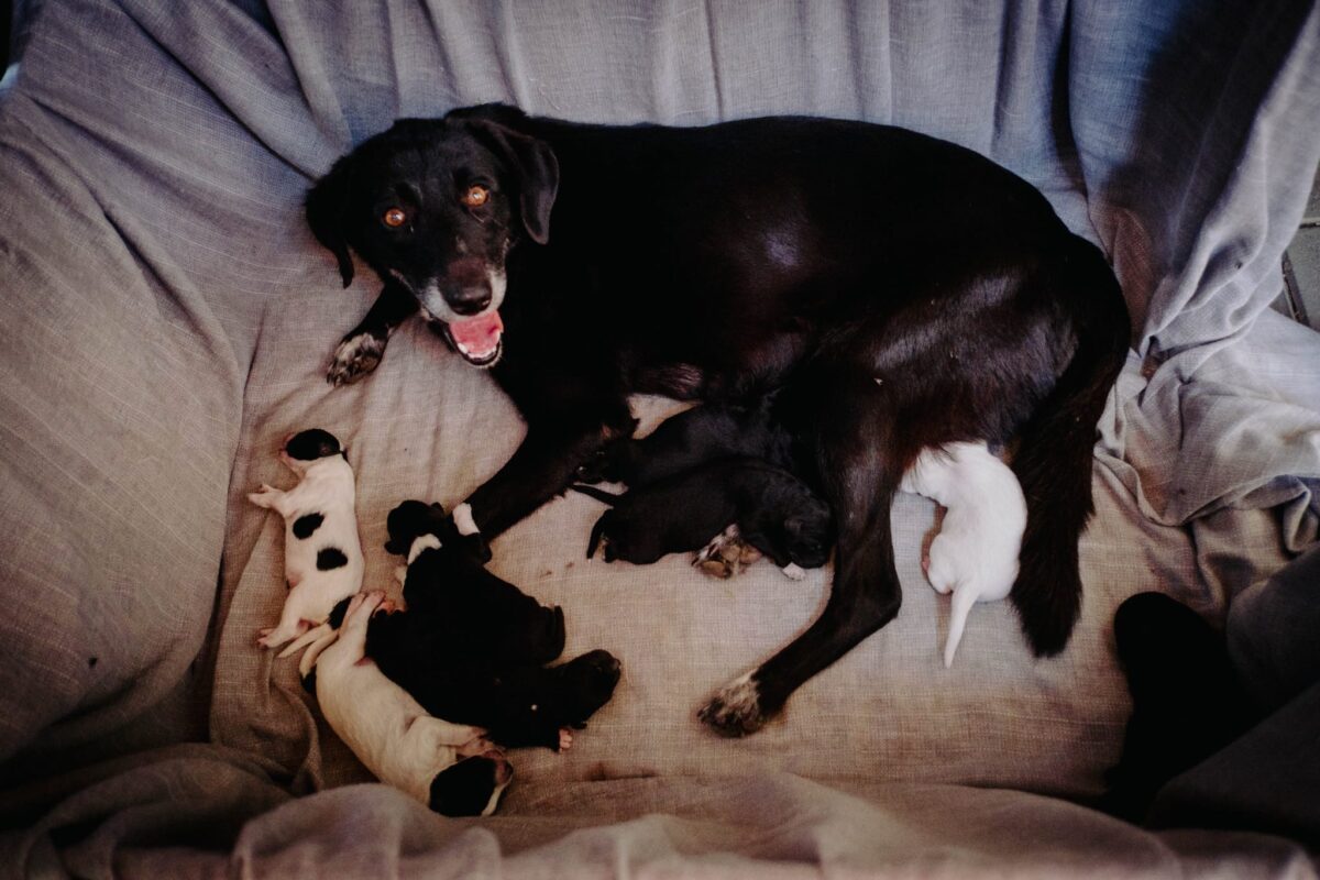 Mamma Mogi e cuccioli