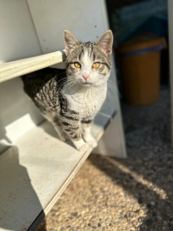 Romeo