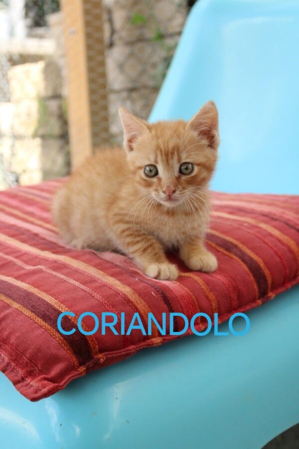 Coriandolo