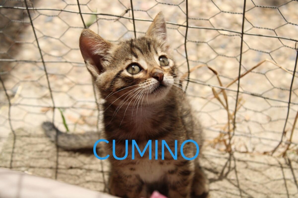 Cumino