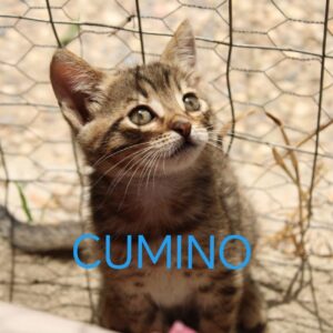 Cumino