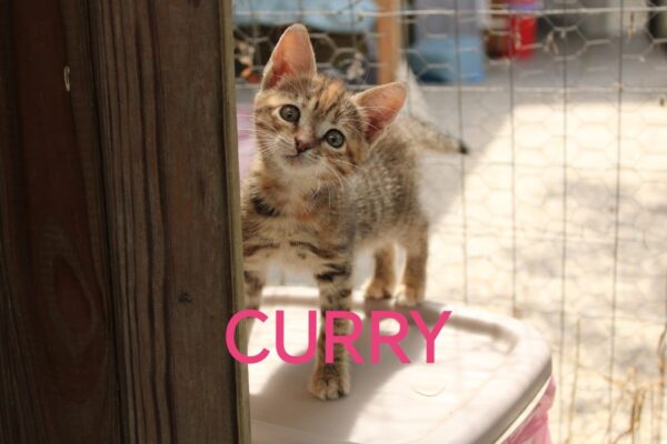 Curry