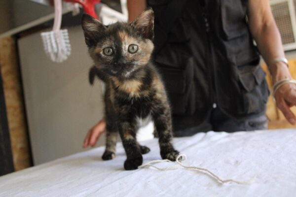 Clotilde