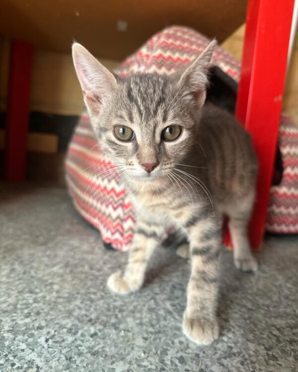 Amelie