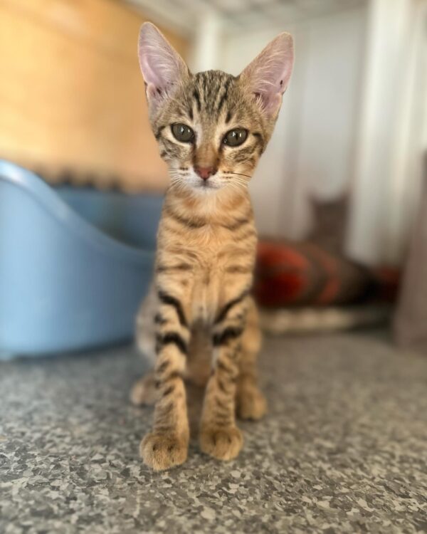 Leon