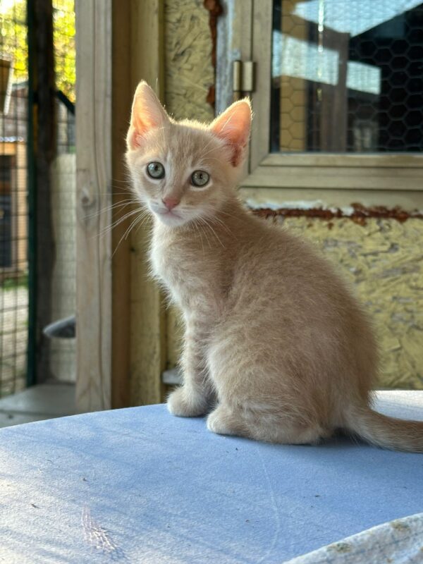Caio