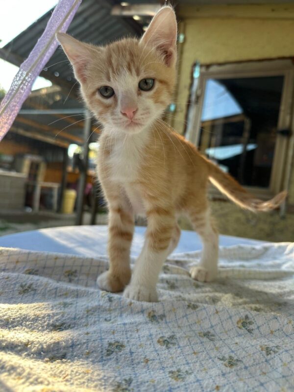 Catone