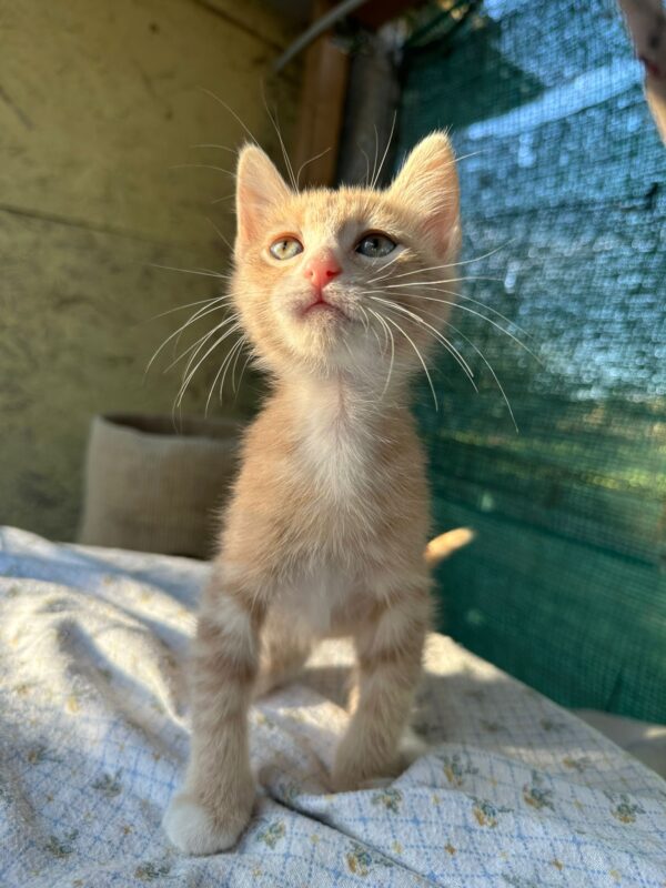 Catullo