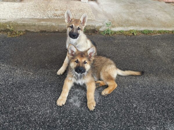 I due lupetti