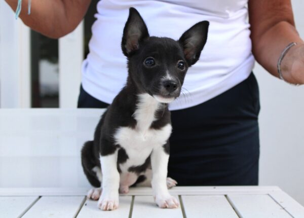 Lilo