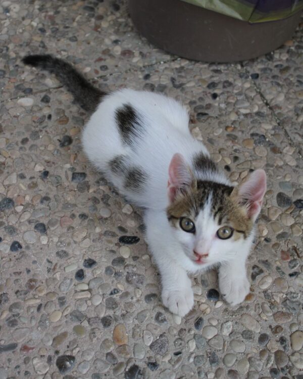 Dolce