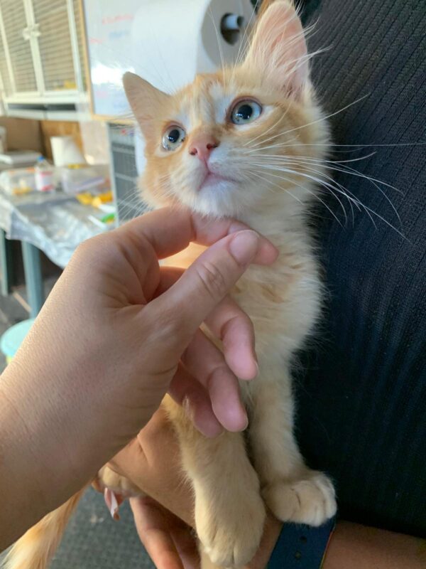 Duke