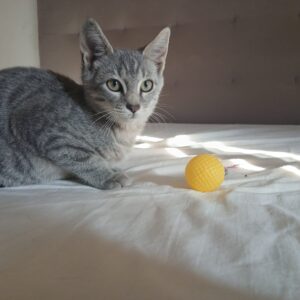 D'Artagnan