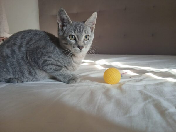 D'Artagnan