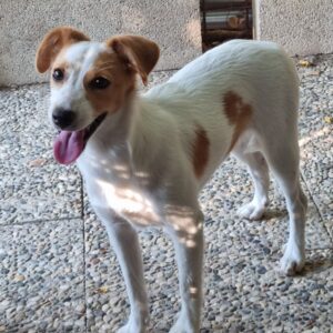 Lola